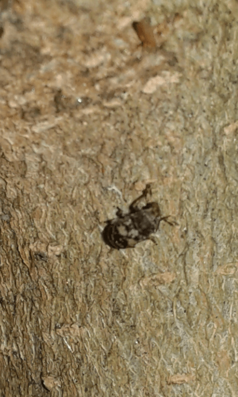 Anthribidae? S, forse Rhaphitropis oxyacanthae